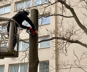 Rizikov� k�cen� stromu